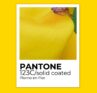 Pantone del Piorno By: Estudio Luz y Textura