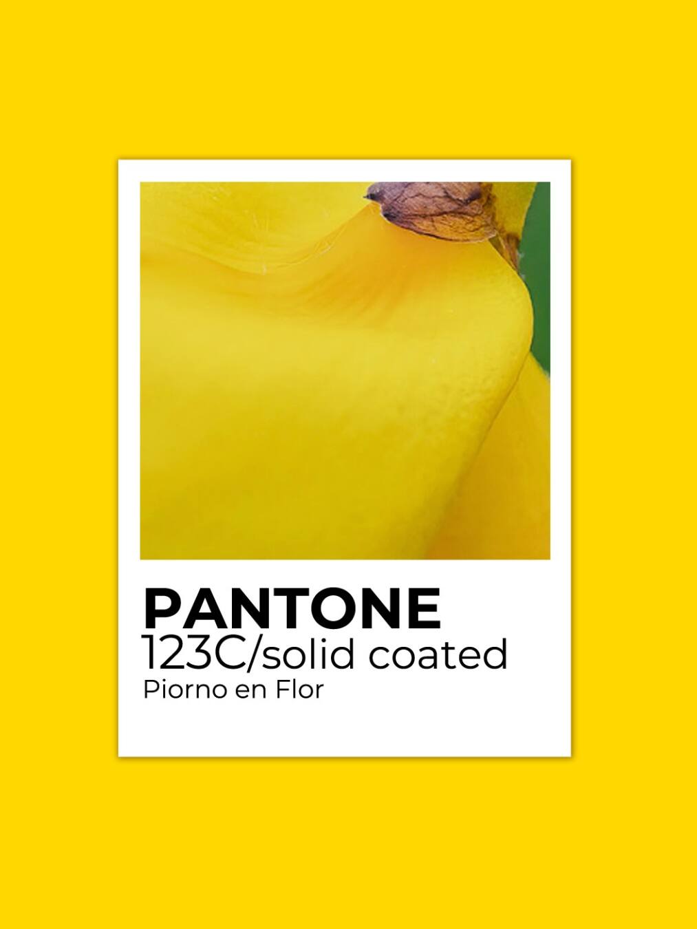 Pantone del Piorno By: Estudio Luz y Textura